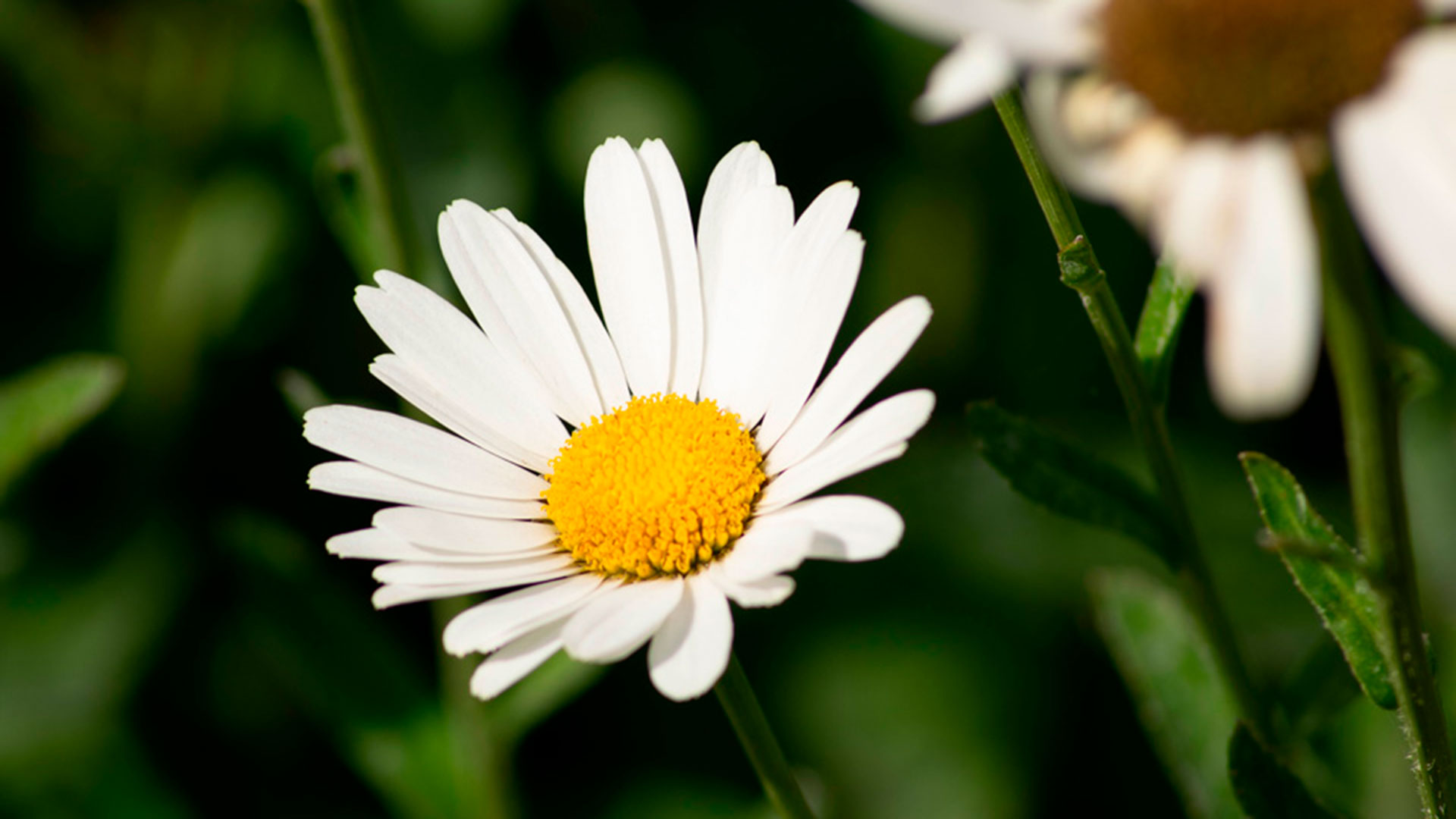 Flores de un jardín