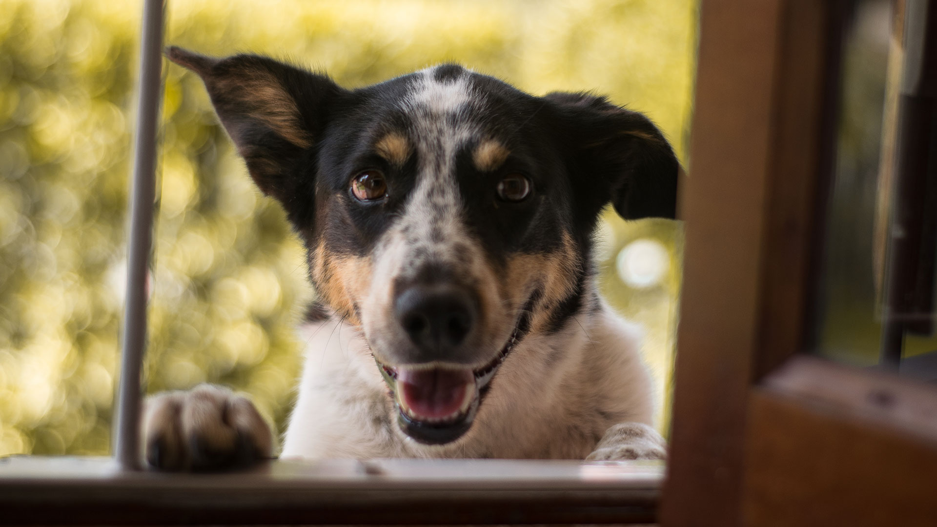 Perro en una ventana